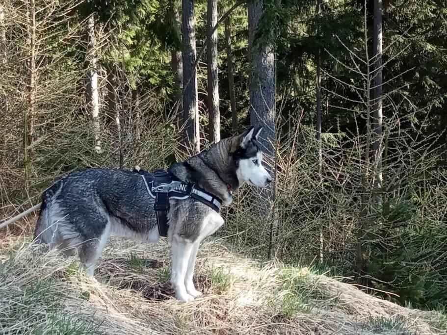 Wohnung Rheintal Im Alpenvorland Batschuns Bagian luar foto